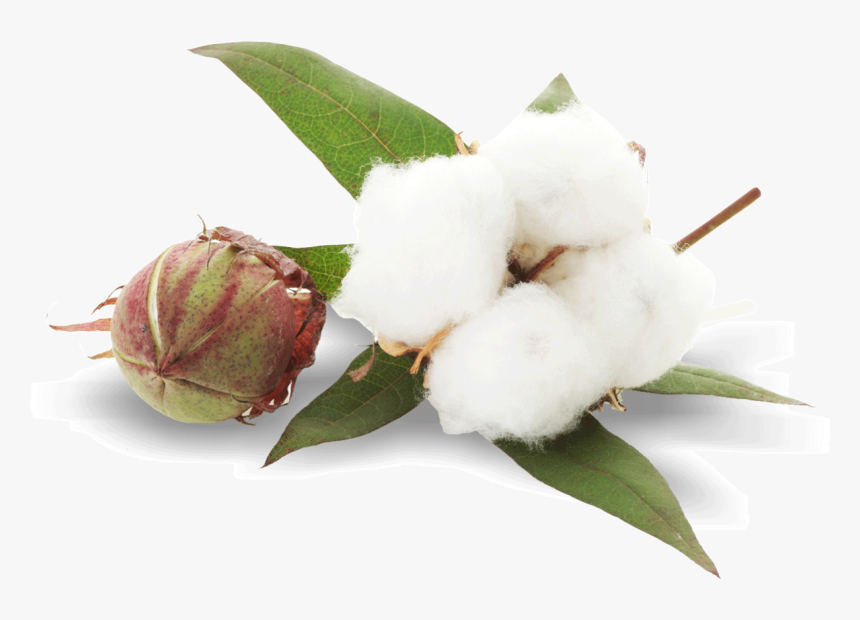 Cotton Plant Png Image, Transparent Png, Free Download