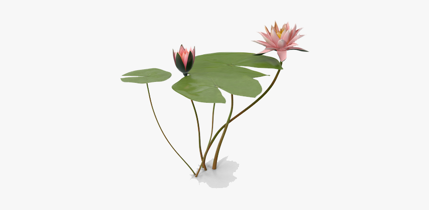 Water Lily Png Photo, Transparent Png, Free Download