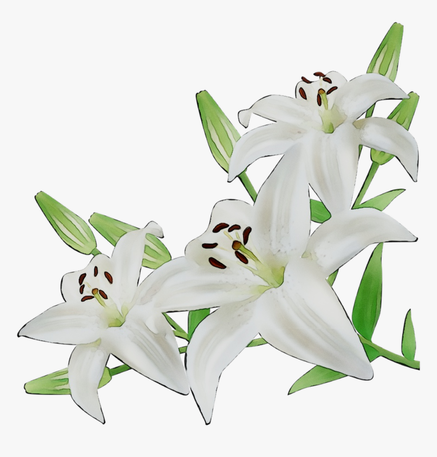 Lily Cut Flowers White Illustration, HD Png Download, Free Download