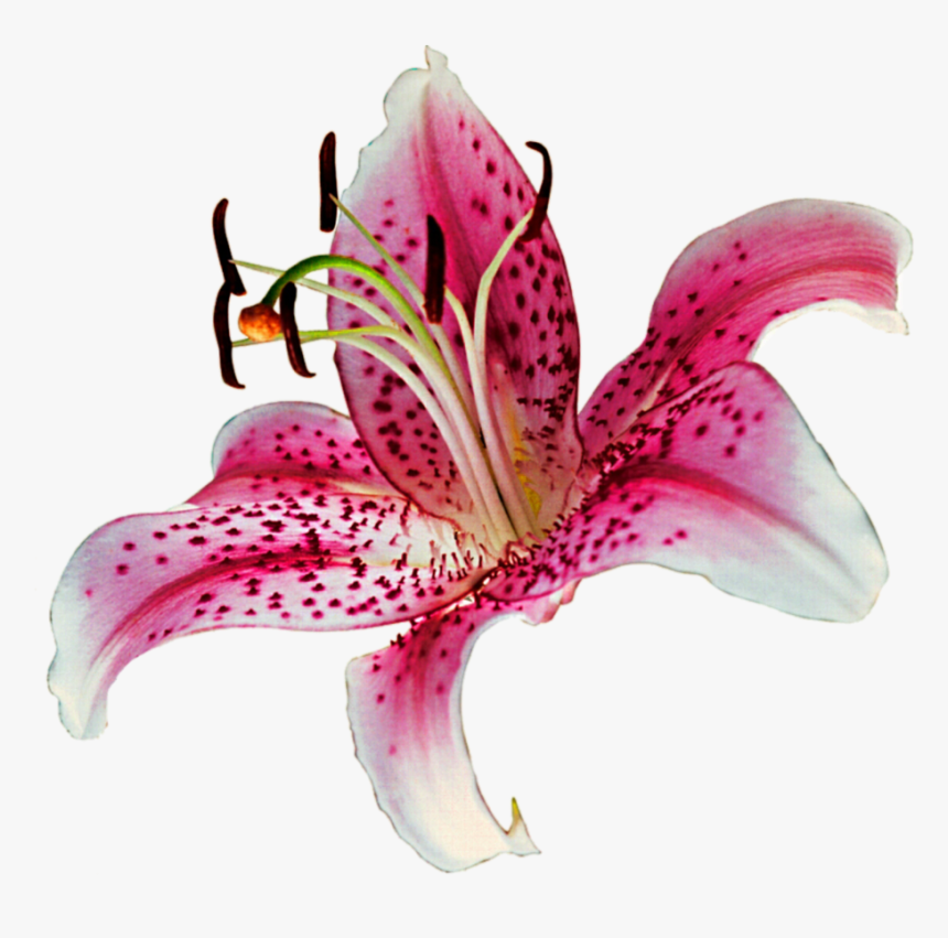 Download Lily Png Transparent, Png Download, Free Download