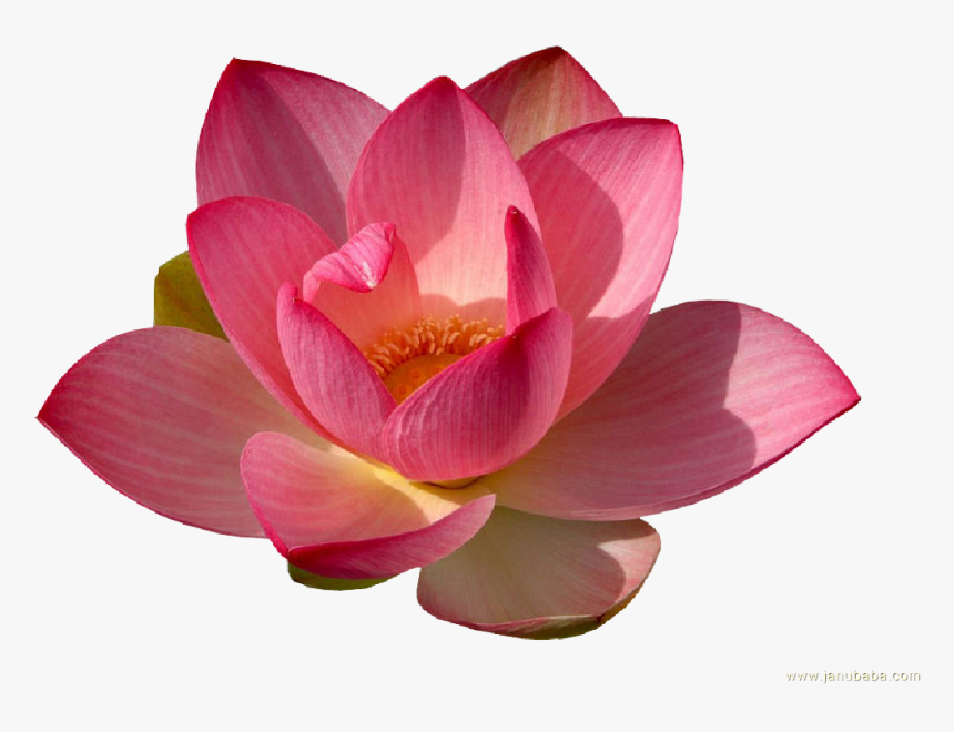 Water Lily Png Transparent, Png Download, Free Download