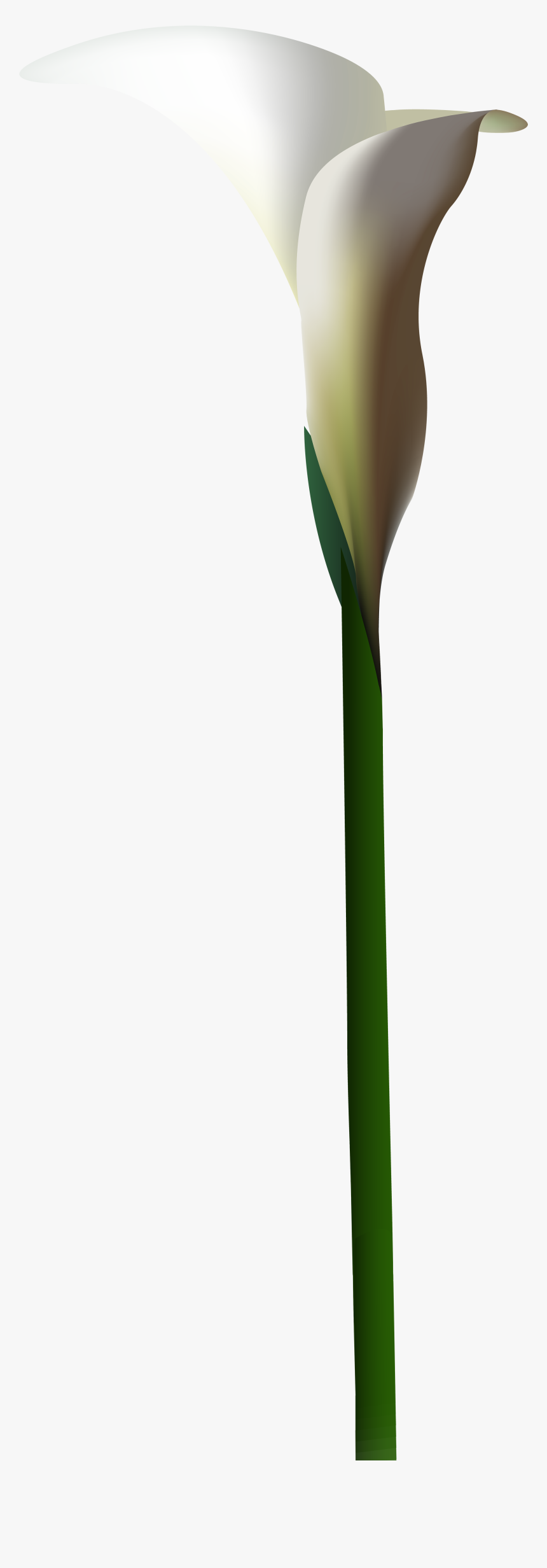 Clip Art Calla Lily Png, Transparent Png, Free Download