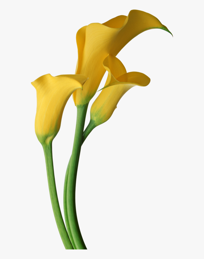 Free Calla Lily Png, Transparent Png, Free Download