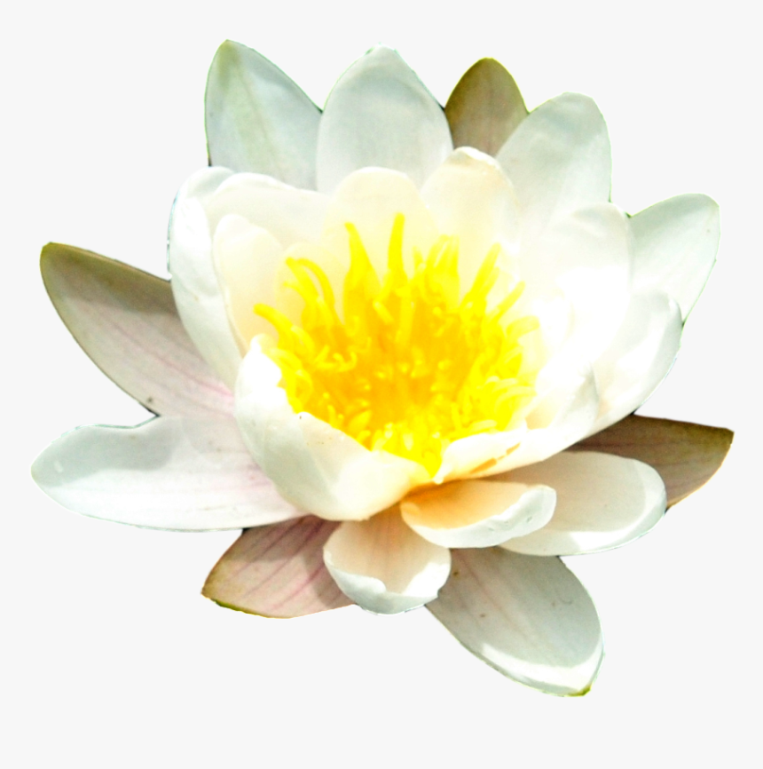 Water Lily Free Png Image, Transparent Png, Free Download