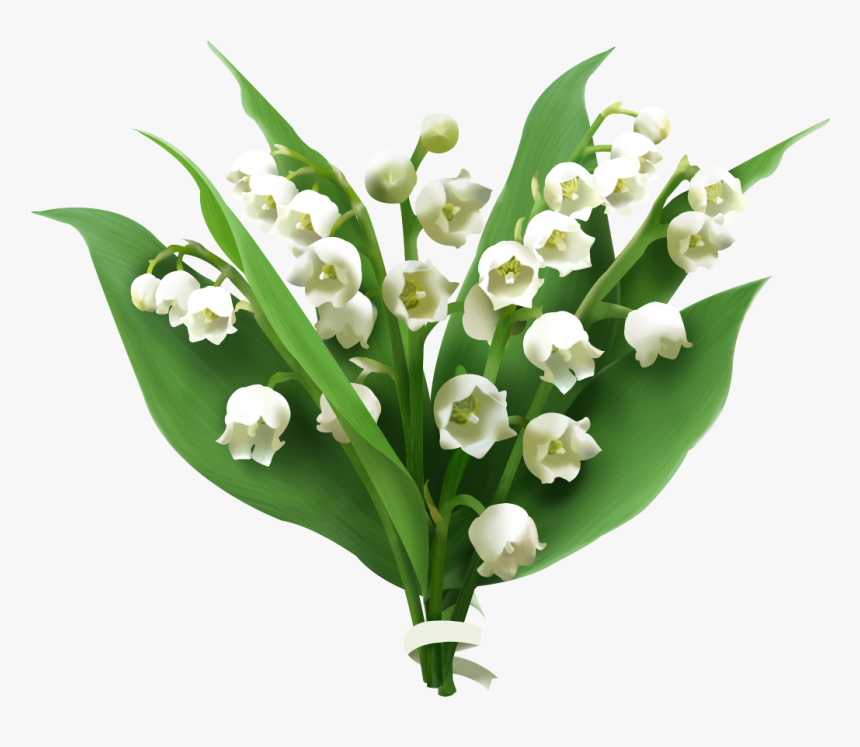Lily Of The Valley Png Picture, Transparent Png, Free Download