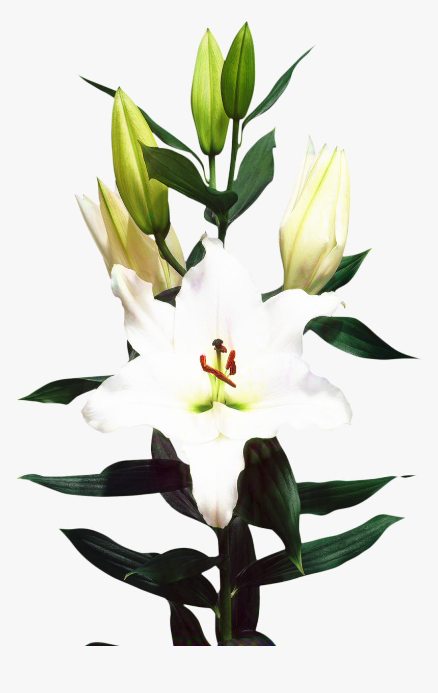 Madonna Lily Cut Flowers Floristry Bulb, HD Png Download, Free Download