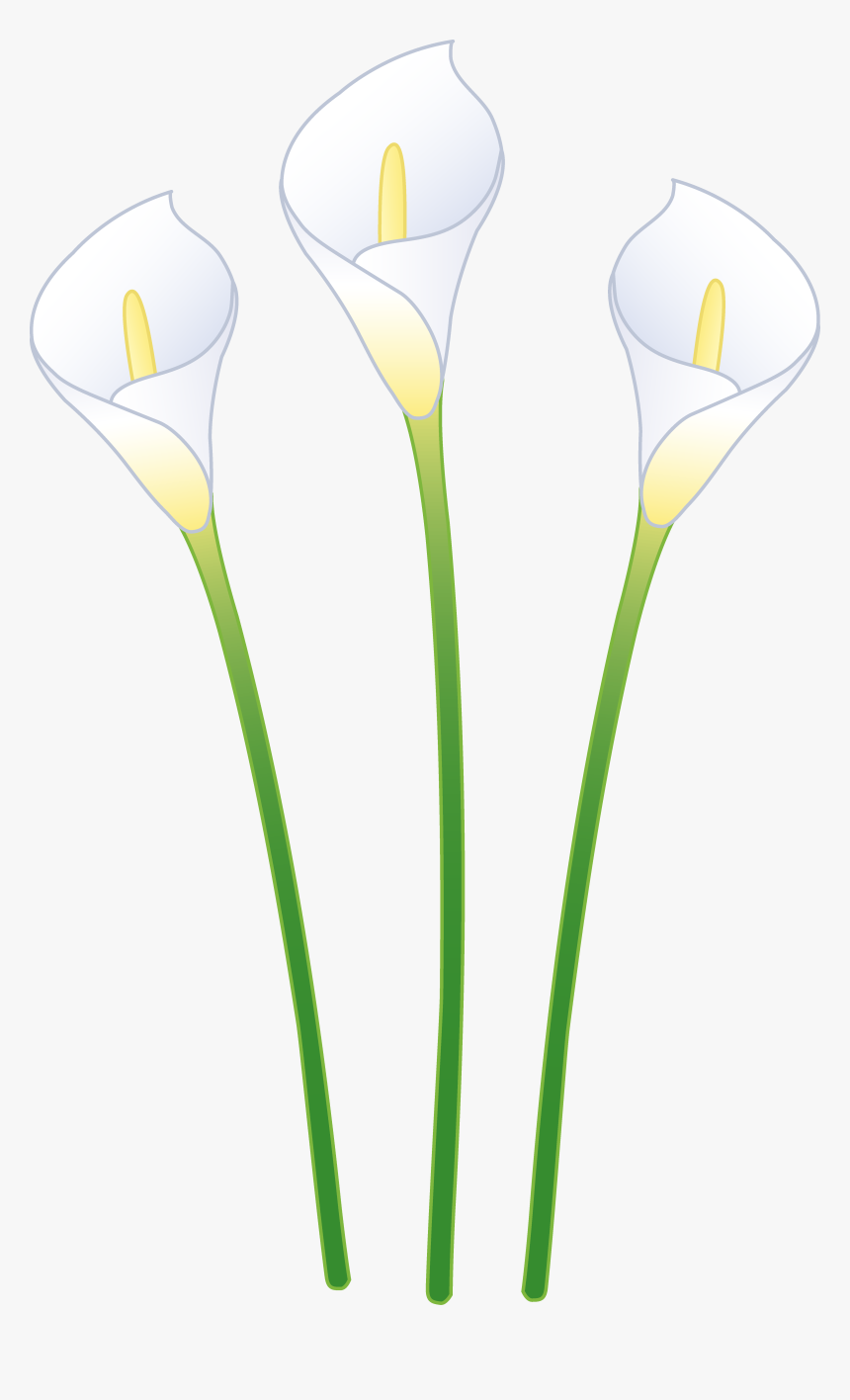 Free Calla Lily Png, Transparent Png, Free Download