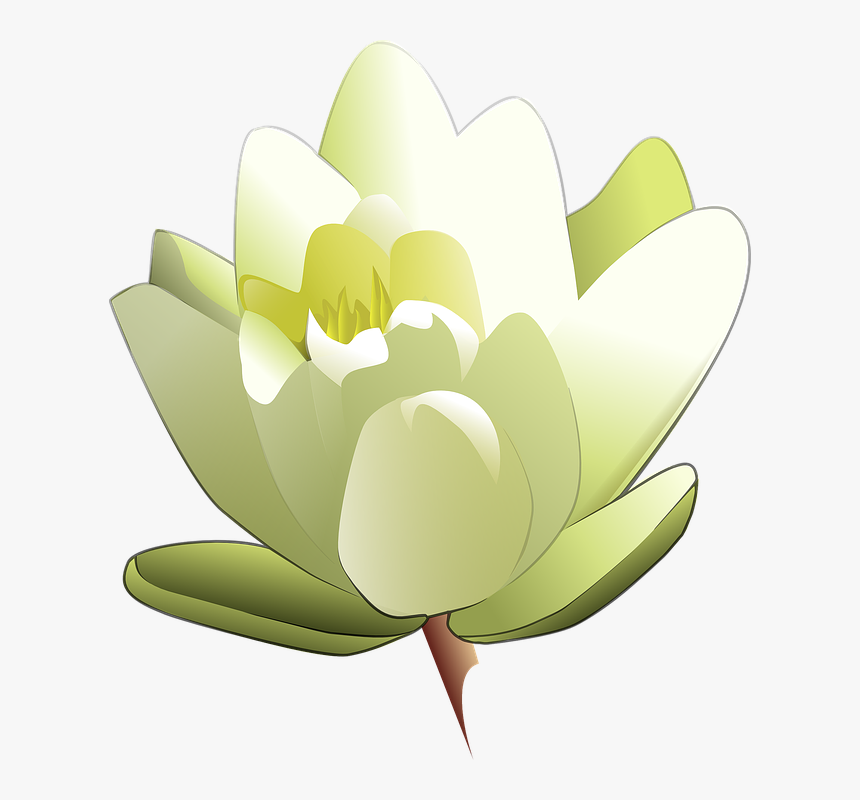 Leland Mcinnes Water Lily Svg Clip Arts, HD Png Download, Free Download