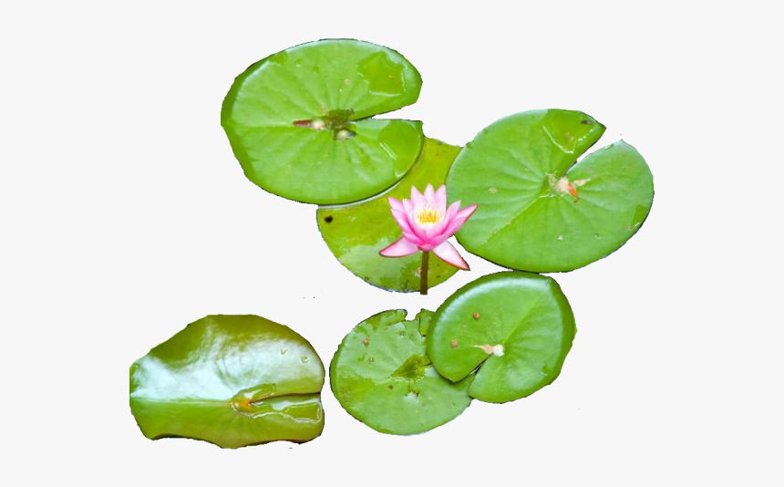 Water Lily Png Transparent Images, Png Download, Free Download