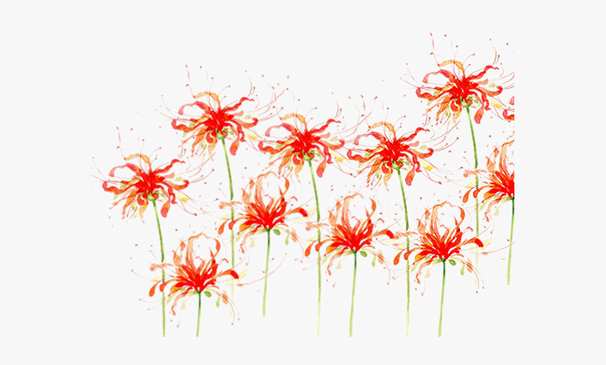 Red Spider Lily Png, Transparent Png, Free Download