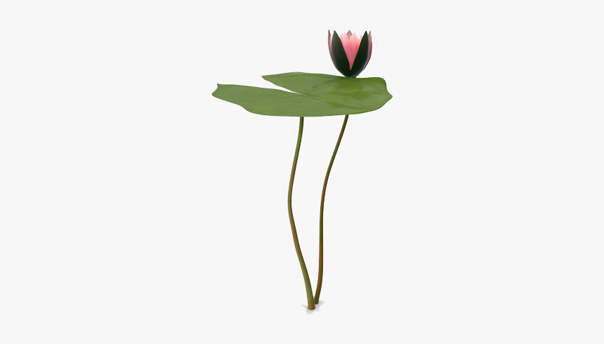 Water Lily Png Picture, Transparent Png, Free Download