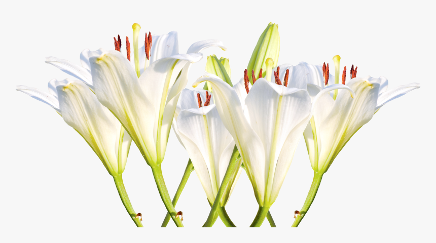 Lily Png, Transparent Png, Free Download