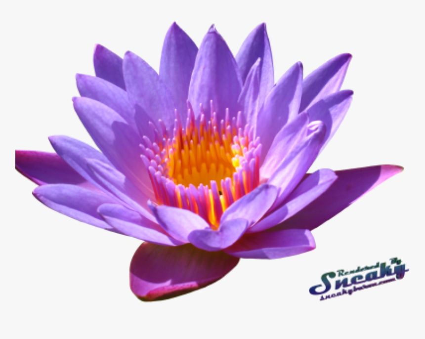 Transparent Water Lilies Png, Png Download, Free Download