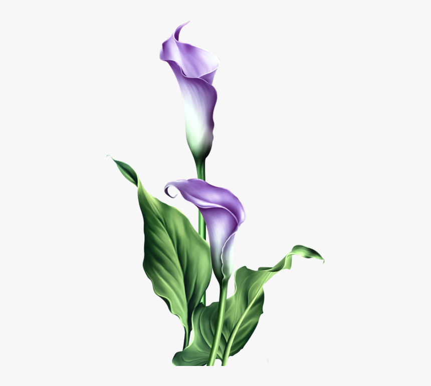 Lily Png, Transparent Png, Free Download