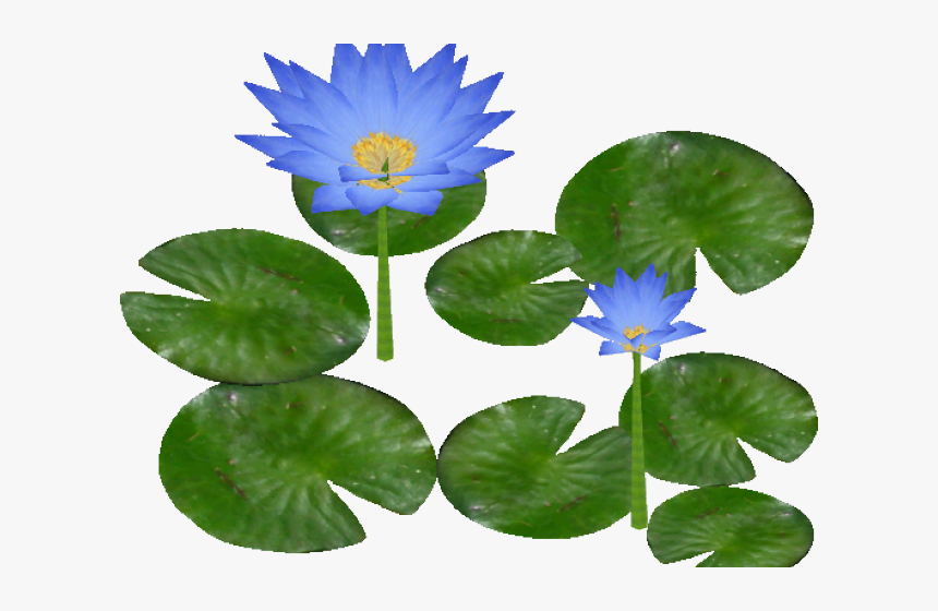 Water Lily Png Transparent Images, Png Download, Free Download