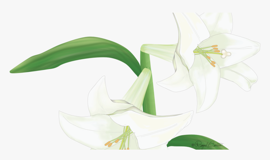 Lily, HD Png Download, Free Download