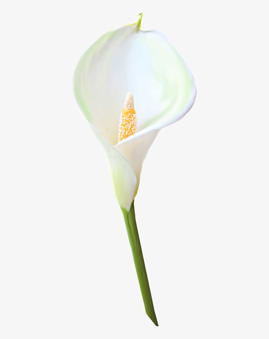 Giant White Arum Lily, HD Png Download, Free Download