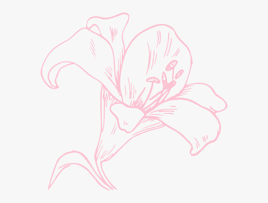 Light Pink Lily Svg Clip Arts Hd Png Download Kindpng