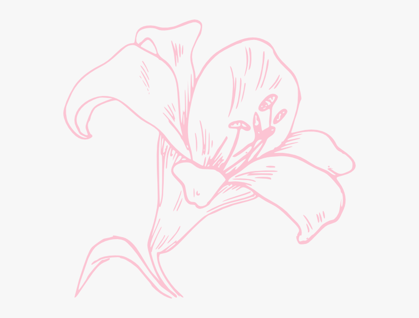 Light Pink Lily Svg Clip Arts, HD Png Download, Free Download