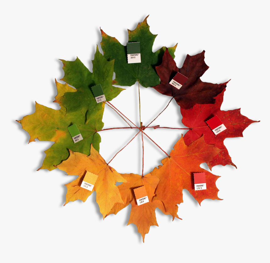 Autumn Leaves, HD Png Download, Free Download