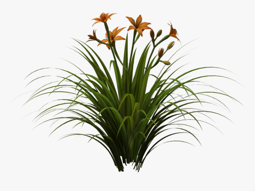 Lily Png, Transparent Png, Free Download