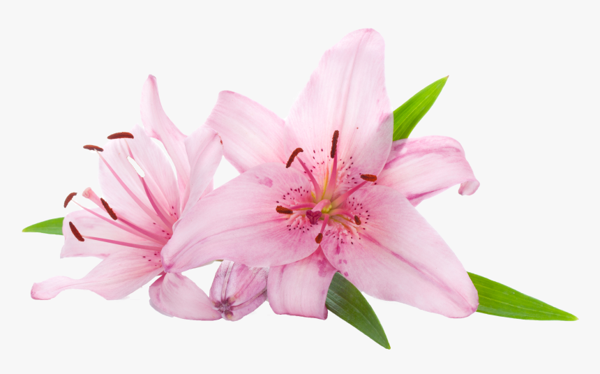 Pink Lily Flowers Png , Png Download, Transparent Png, Free Download