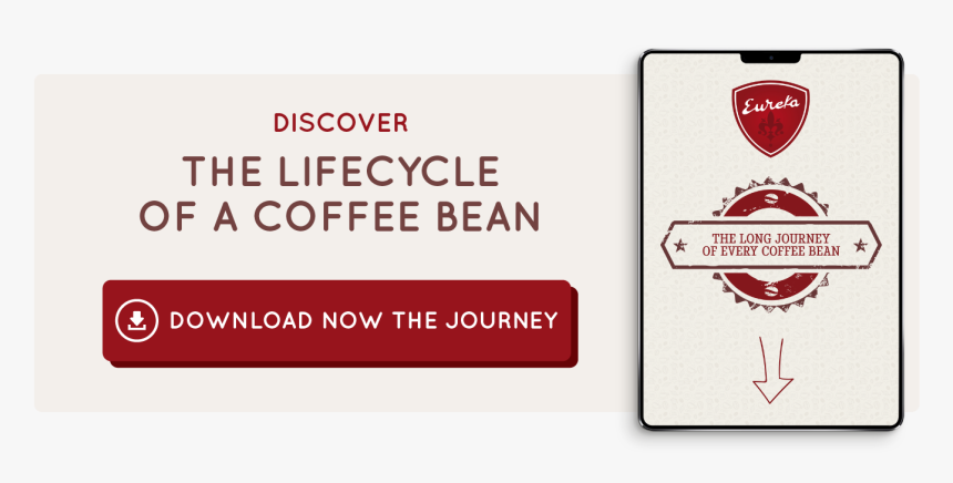 Coffee Bean Png, Transparent Png, Free Download