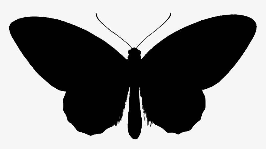 Birdwing Butterfly Silhouette Clip Arts, HD Png Download, Free Download