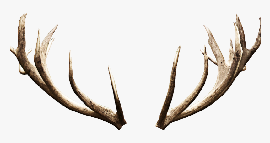 Antler Deer Image Editing, HD Png Download, Free Download