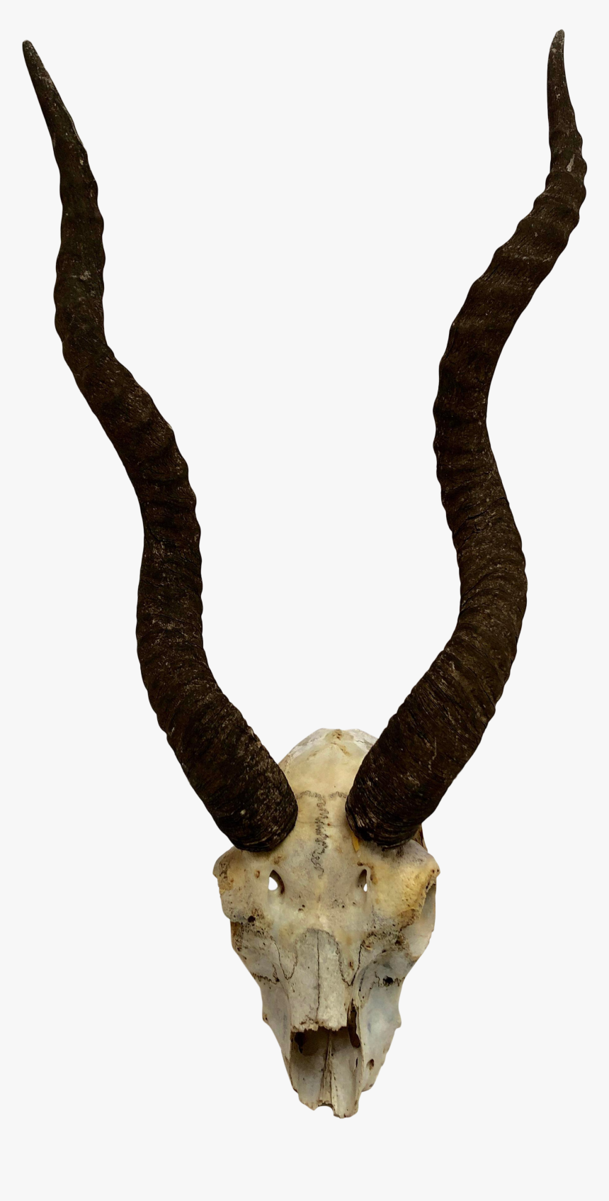 Antler Png, Transparent Png, Free Download