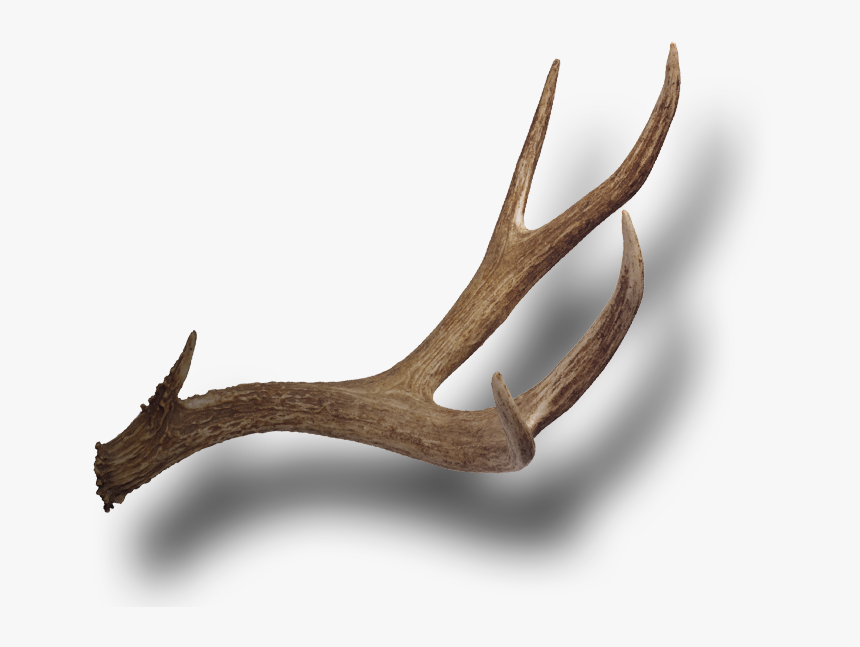 Antler Png, Transparent Png, Free Download