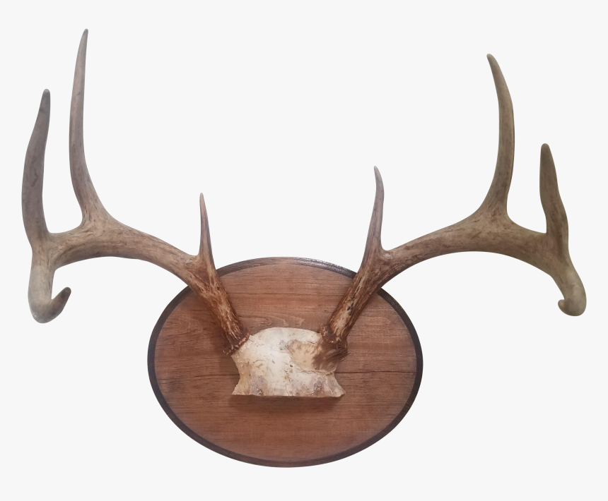 Deer Antler Png, Transparent Png, Free Download