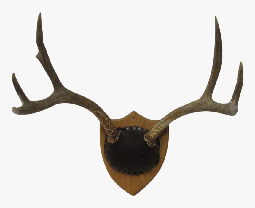 Png Deer Antlers Png Freeuse Library, Transparent Png, Free Download