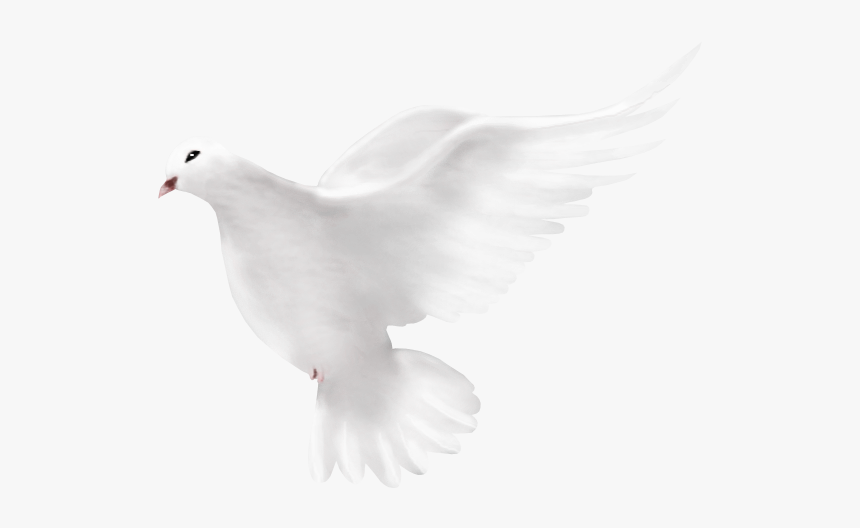 Dove Peace Png, Transparent Png, Free Download