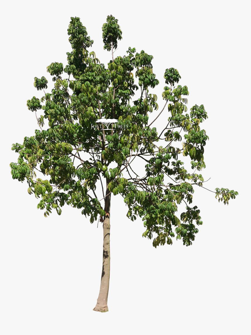 Trees Transparent Mahogany, HD Png Download, Free Download
