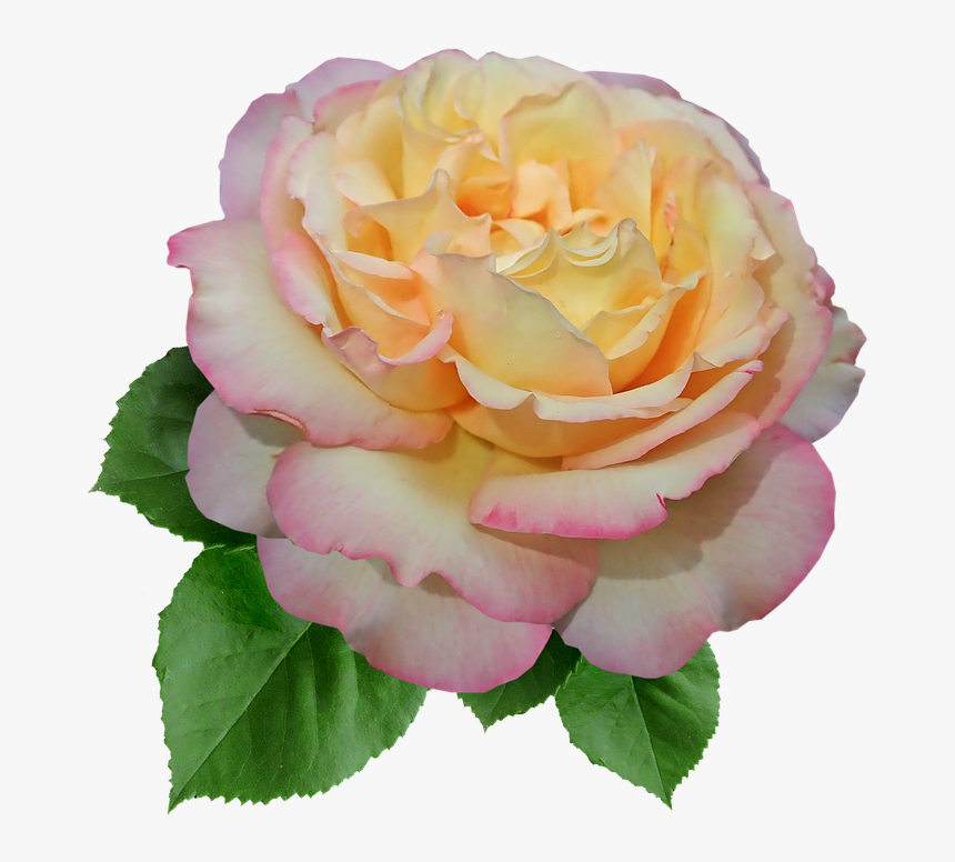 Rose, Flower, Peace, Garden, Nature, Cut Out, Isolated, HD Png Download, Free Download