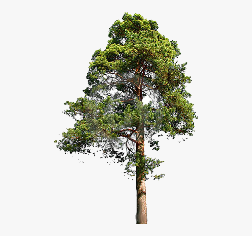 Redwood Trees Clip Art Download, HD Png Download, Free Download