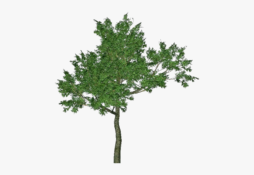 3d Trees - Sassafras - Acca Software, HD Png Download, Free Download