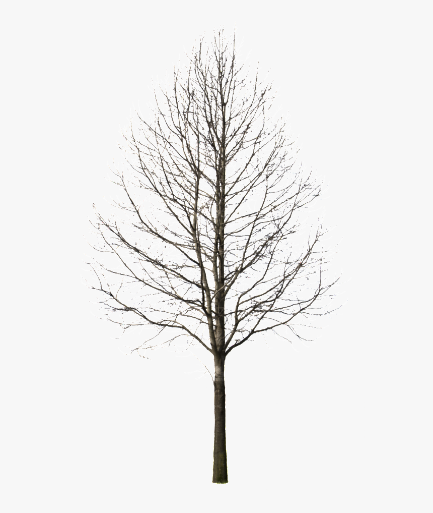 Winter Trees Png, Transparent Png, Free Download