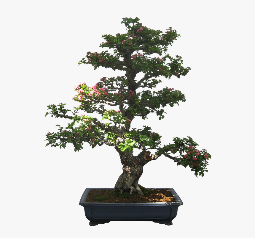 Bonsai Tree Png, Transparent Png, Free Download