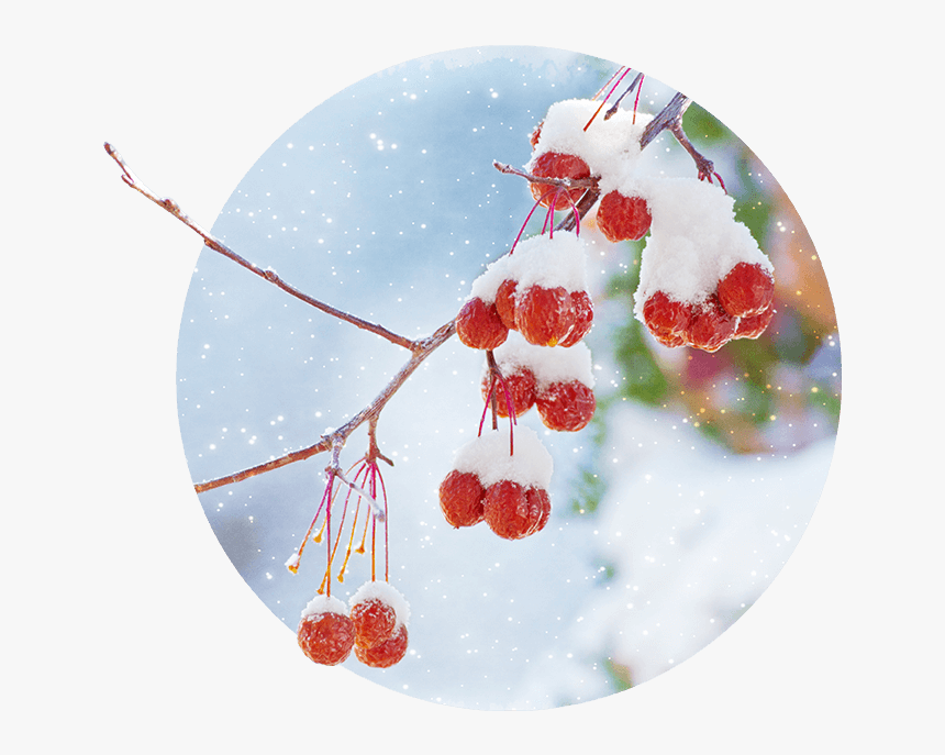 Snowing Png, Transparent Png, Free Download