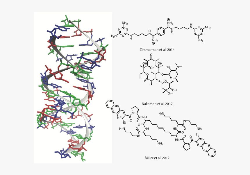 Small Molecule Drugs For The Treatment Of Myotonic, HD Png Download, Free Download