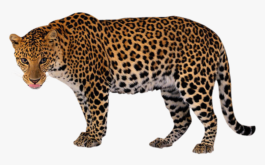 Leopard Clip Art, HD Png Download, Free Download