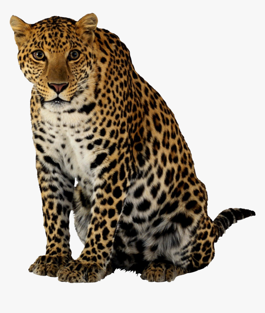 Download Leopard Png Clipart, Transparent Png, Free Download