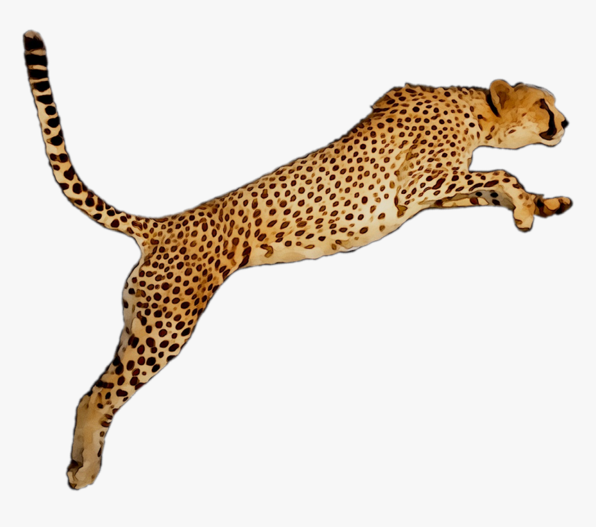 Portable Wallpaper Leopard Desktop Graphics Cheetah, HD Png Download, Free Download