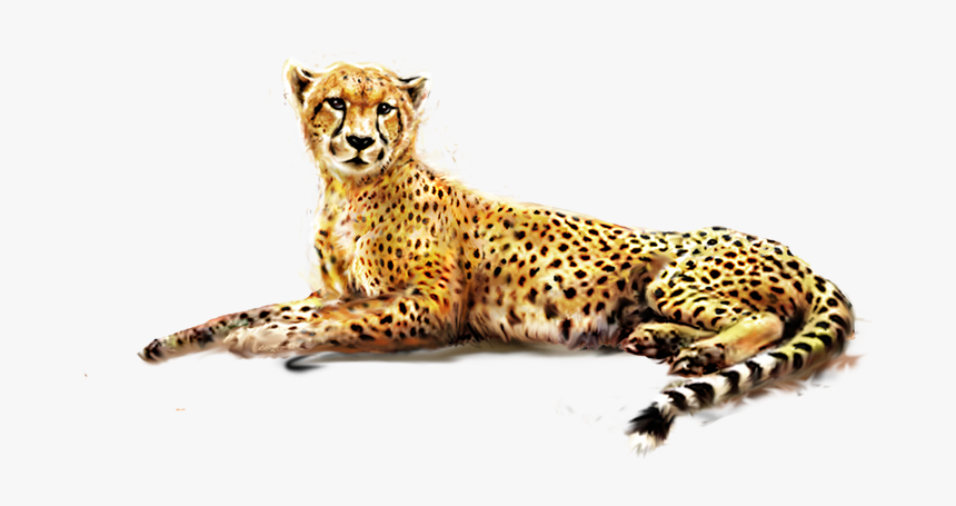 Leopard Png, Transparent Png, Free Download