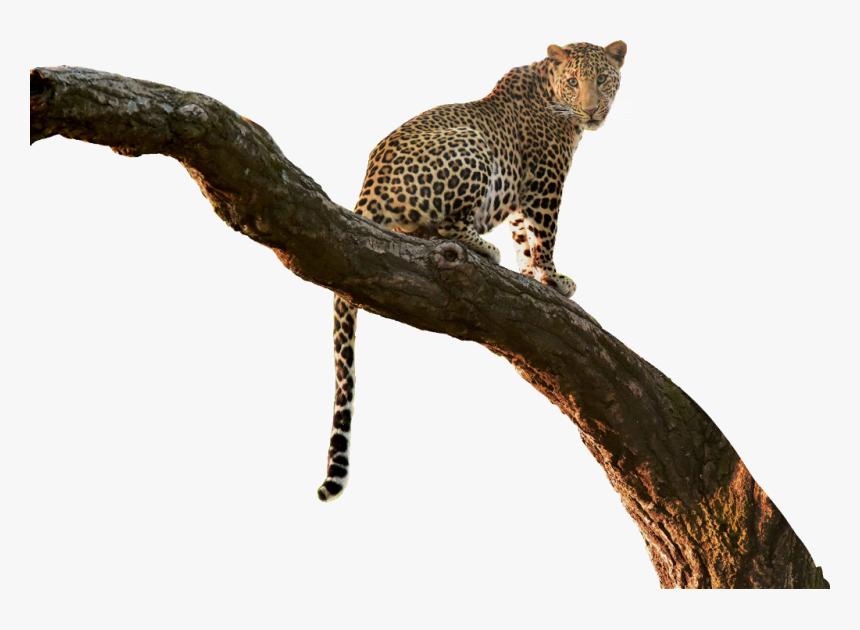 #leopard #cutout #tree #branch ✏ #jungle #overlay #jumminbs - African Leopard, HD Png Download, Free Download