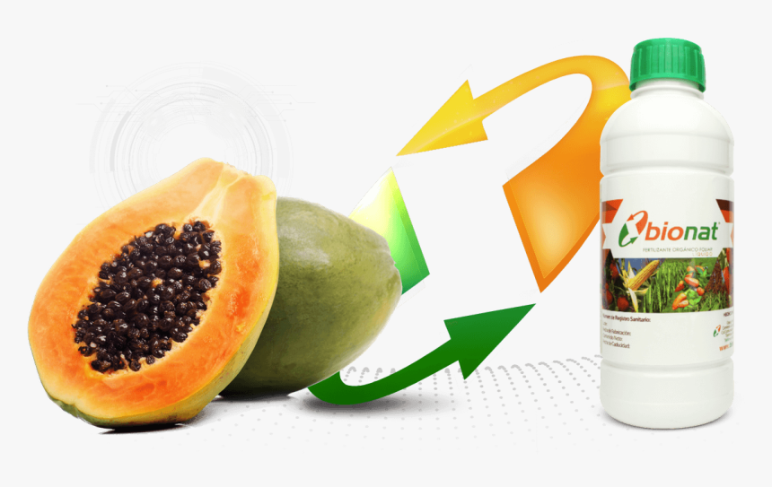 Transparent Papaya Png - Papaya With Seed, Png Download, Free Download