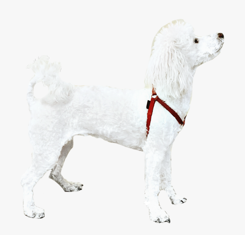 Poodle Dog White Petsandanimals Cute - Companion Dog, HD Png Download, Free Download