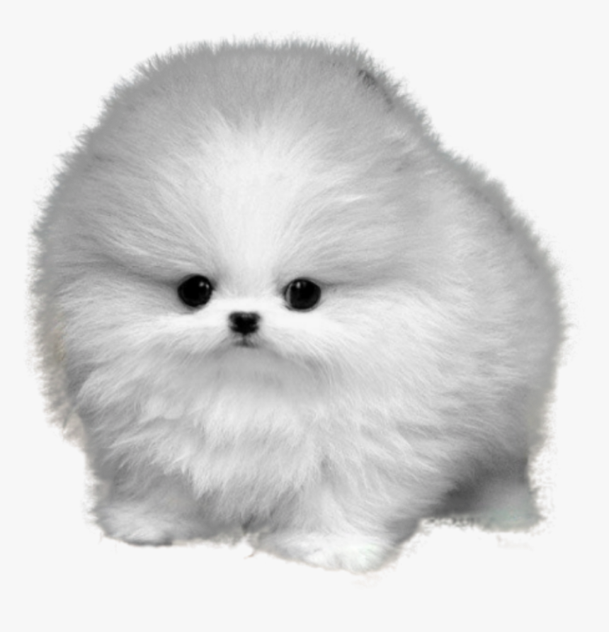 #dog #fluffy #puppy #baby #cute - Cute Puppy Dogs Fluffy, HD Png Download, Free Download